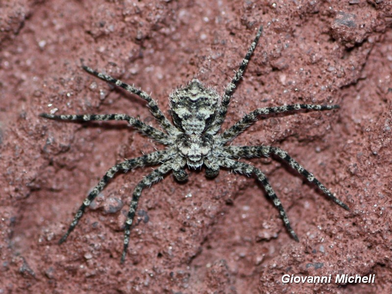 Philodromus cfr. margaritatus  - Arluno (MI)
